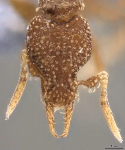 Strumigenys aethegenys specimen