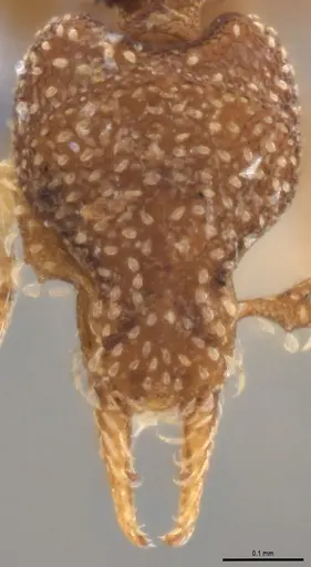 Strumigenys aethegenys - ANTWEB1053493