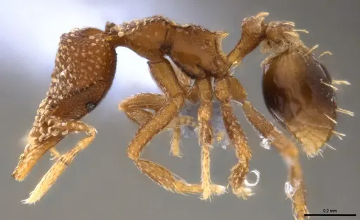 Strumigenys aethegenys - ANTWEB1053493