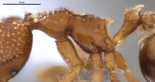 Strumigenys aethegenys - ANTWEB1053493