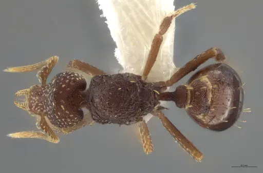 Strumigenys aethegenys - CASENT0631529