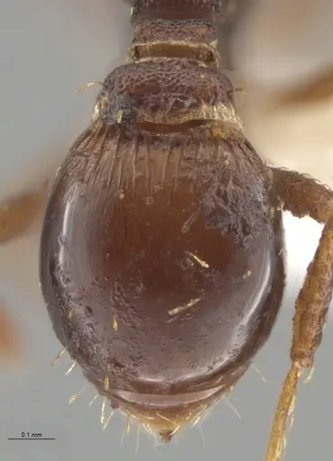 Strumigenys aethegenys - CASENT0631529