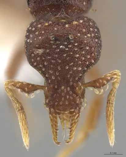 Strumigenys aethegenys - CASENT0631529