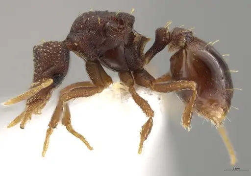 Strumigenys aethegenys - CASENT0631529