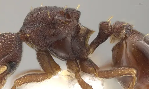 Strumigenys aethegenys - CASENT0631529