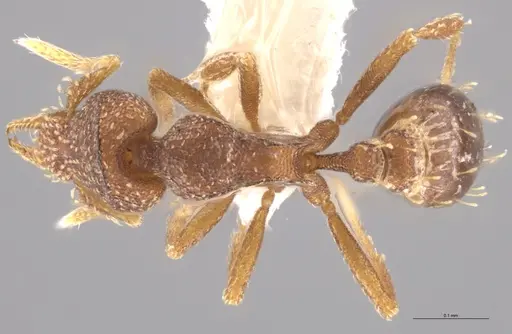 Strumigenys aethegenys - CASENT0633120