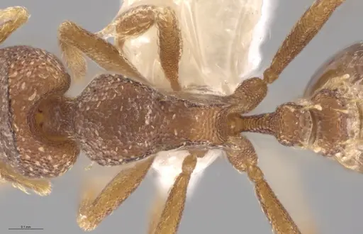 Strumigenys aethegenys - CASENT0633120