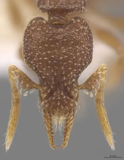 Strumigenys aethegenys - CASENT0633120