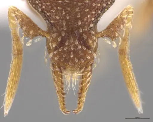 Strumigenys aethegenys - CASENT0633120