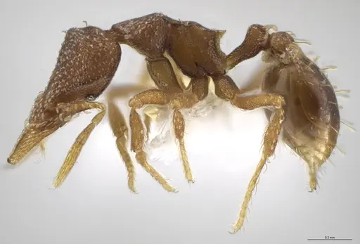 Strumigenys aethegenys - CASENT0633120