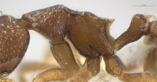 Strumigenys aethegenys - CASENT0633120