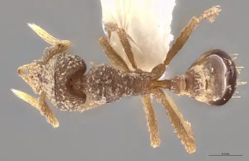 Strumigenys aethegenys - CASENT0636042