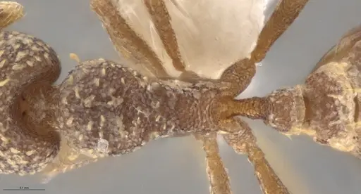 Strumigenys aethegenys - CASENT0636042