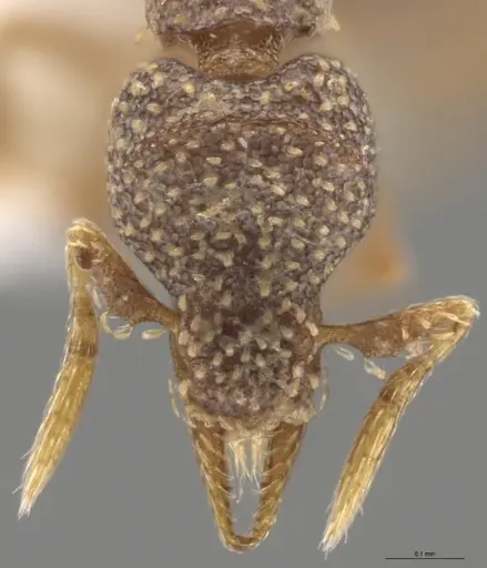 Strumigenys aethegenys - CASENT0636042