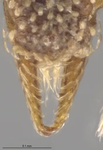 Strumigenys aethegenys - CASENT0636042