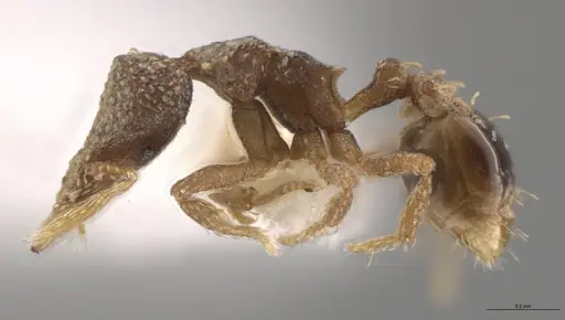 Strumigenys aethegenys - CASENT0636042