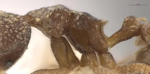 Strumigenys aethegenys - CASENT0636042