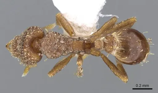 Strumigenys aethegenys - CASENT0914677