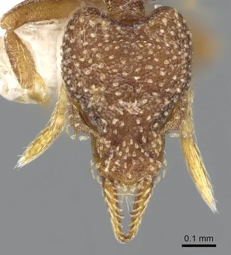 Strumigenys aethegenys - CASENT0914677