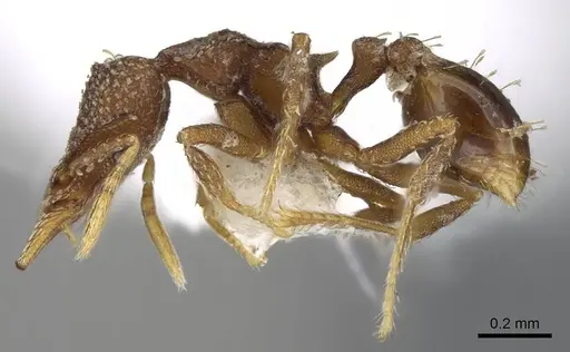 Strumigenys aethegenys - CASENT0914677