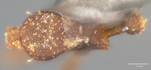 Strumigenys aethegenys - CASENT4036111