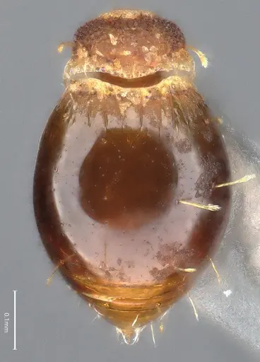 Strumigenys aethegenys - CASENT4036111