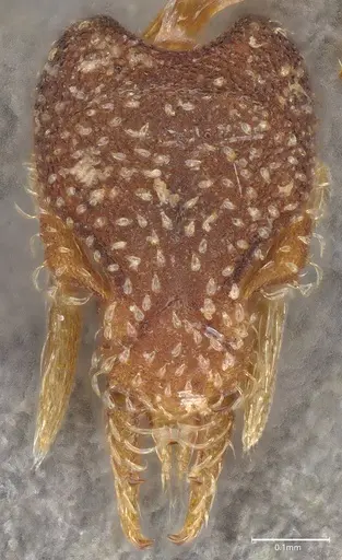 Strumigenys aethegenys - CASENT4036111