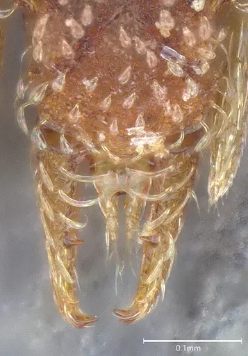 Strumigenys aethegenys - CASENT4036111