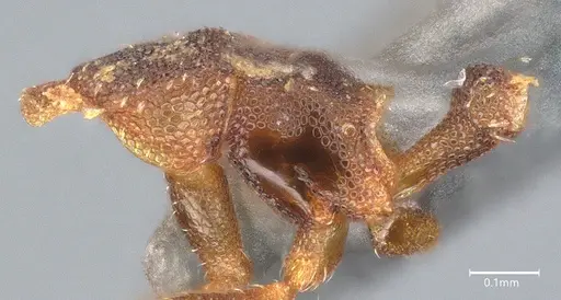 Strumigenys aethegenys - CASENT4036111