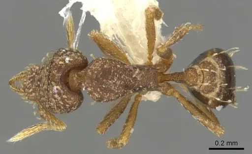 Strumigenys aethegenys - INBIOCRI001283198