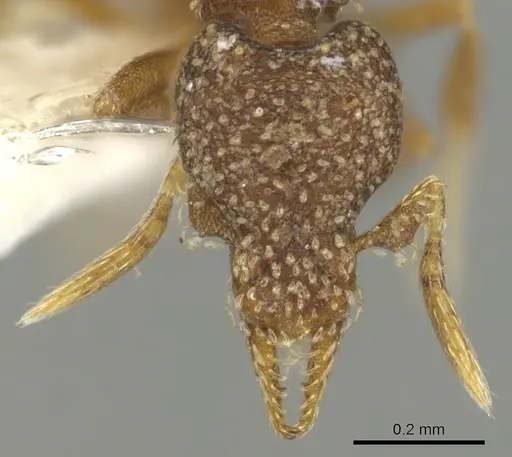 Strumigenys aethegenys - INBIOCRI001283198