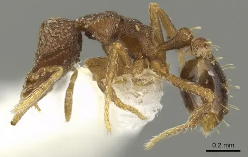 Strumigenys aethegenys - INBIOCRI001283198