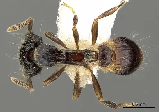 Strumigenys africana specimen