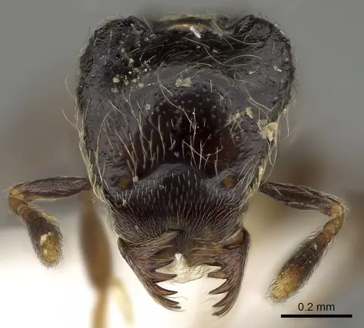 Strumigenys africana specimen