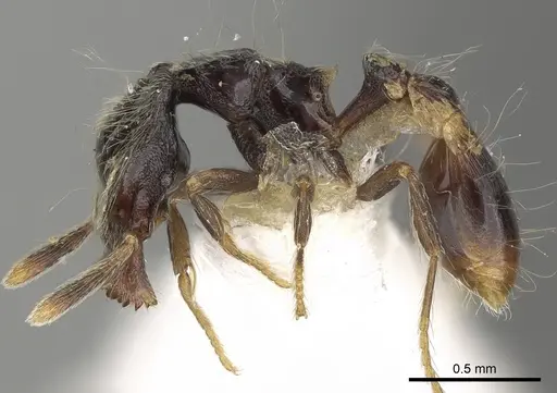 Strumigenys africana specimen