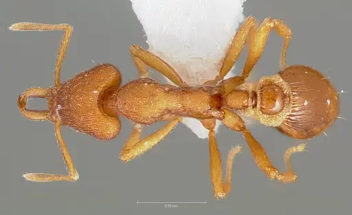 Strumigenys agetos specimen