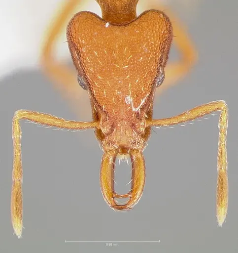 Strumigenys agetos specimen