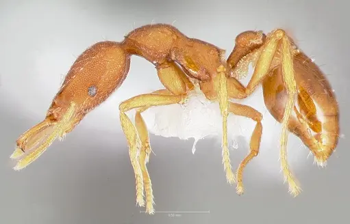 Strumigenys agetos specimen