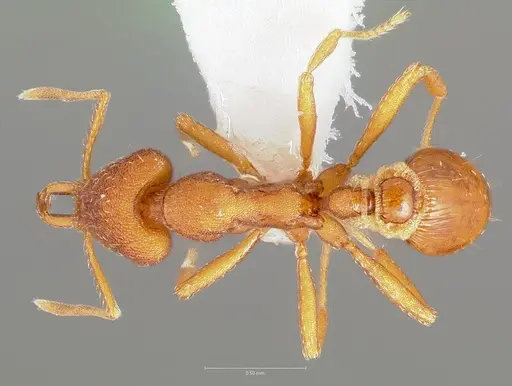 Strumigenys agetos - CASENT0005476