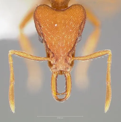 Strumigenys agetos - CASENT0005476