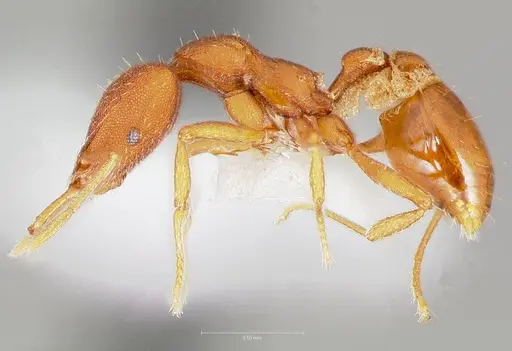 Strumigenys agetos - CASENT0005476