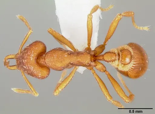 Strumigenys agetos - CASENT0005477