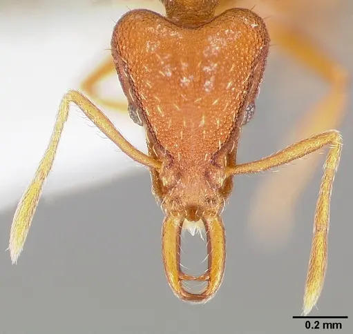 Strumigenys agetos - CASENT0005477