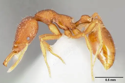 Strumigenys agetos - CASENT0005477