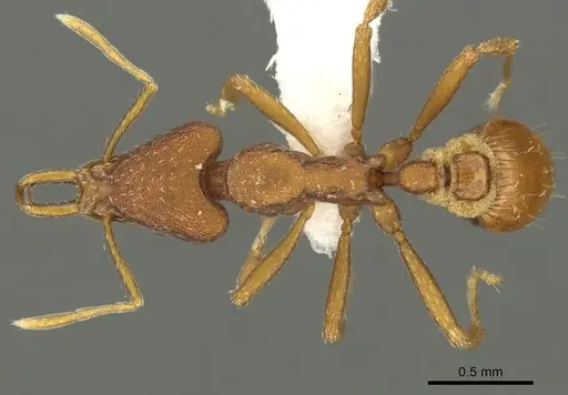 Strumigenys agetos - CASENT0900695