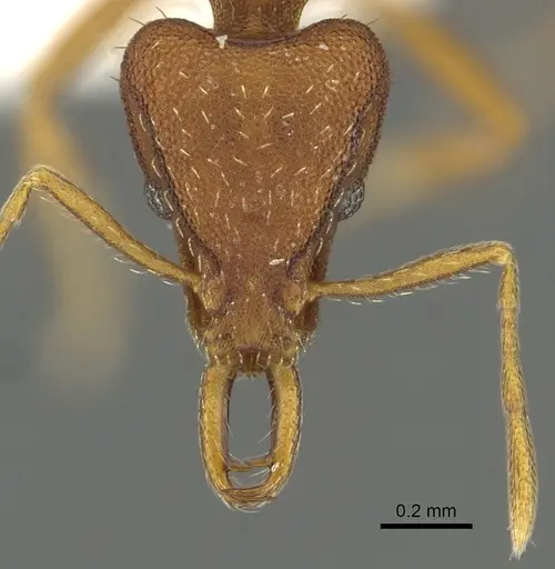 Strumigenys agetos - CASENT0900695