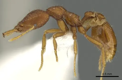 Strumigenys agetos - CASENT0900695