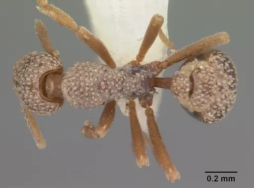 Strumigenys agostii specimen