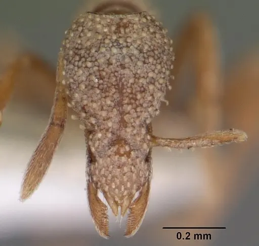 Strumigenys agostii specimen
