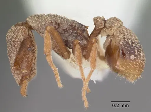 Strumigenys agostii specimen